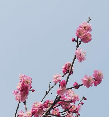 白梅花的花语与寓意（傲雪凌霜的背后隐藏着什么）