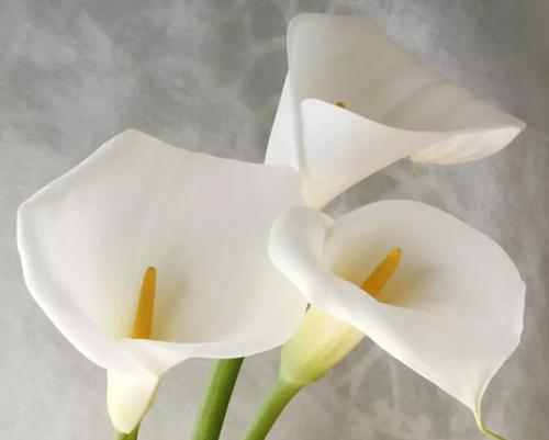 白色莲花的花语及象征意义（纯洁无暇）