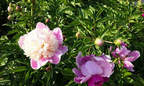 白芍花（探索白芍花的美丽传说与深远花语）