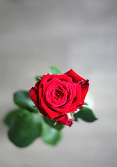 单枝蓝玫瑰花的象征意义及其魅力（一朵单枝蓝玫瑰花）