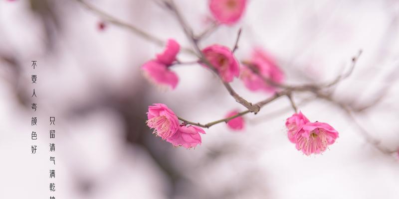 冬天的梅花（冬日之中绽放的梅花）