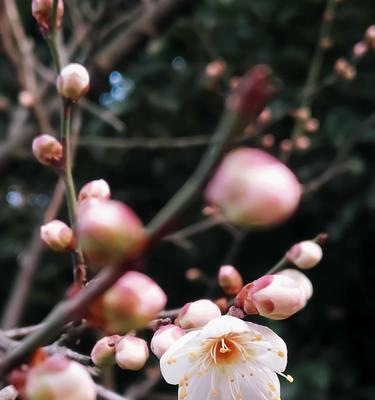 冬天的梅花（冬日之中绽放的梅花）