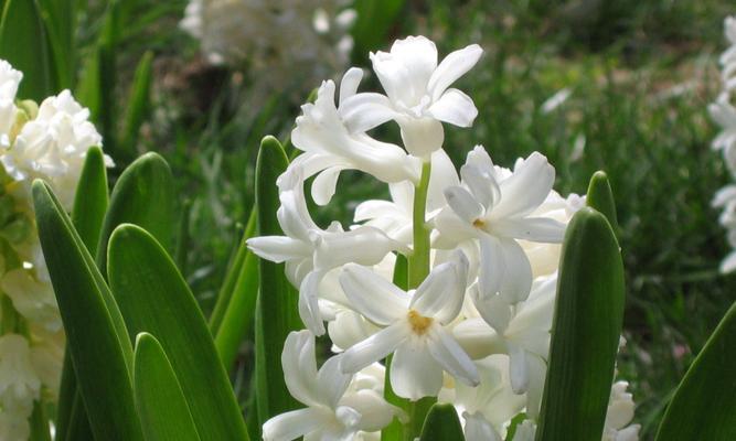 风信子的花语与传说（探索风信子的含义与神奇传说）