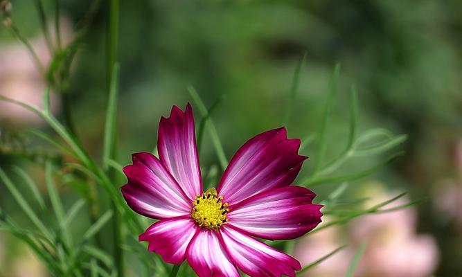 以格桑花的爱情花语（揭示爱情中的真谛）