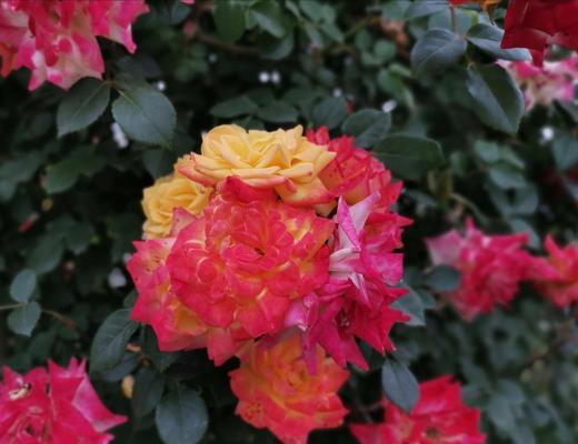 黄色月季花（揭开黄色月季花的花语之谜）