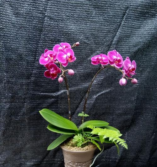 以卡利蝴蝶兰花语为主题的花语探秘（了解卡利蝴蝶兰的花语与意义）