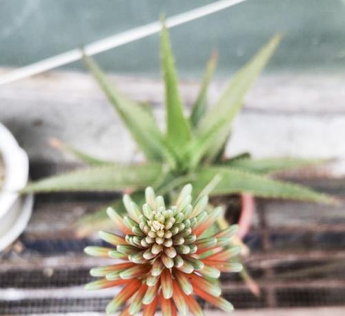 芦荟花语的奥秘（揭秘芦荟的花语及其象征意义）