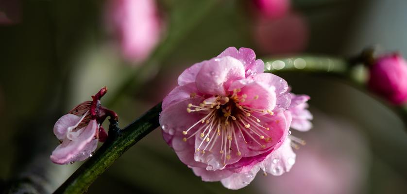 梅花吉祥，幸福芬芳（寓意深远的梅花）