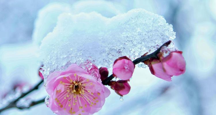 梅花吉祥，幸福芬芳（寓意深远的梅花）