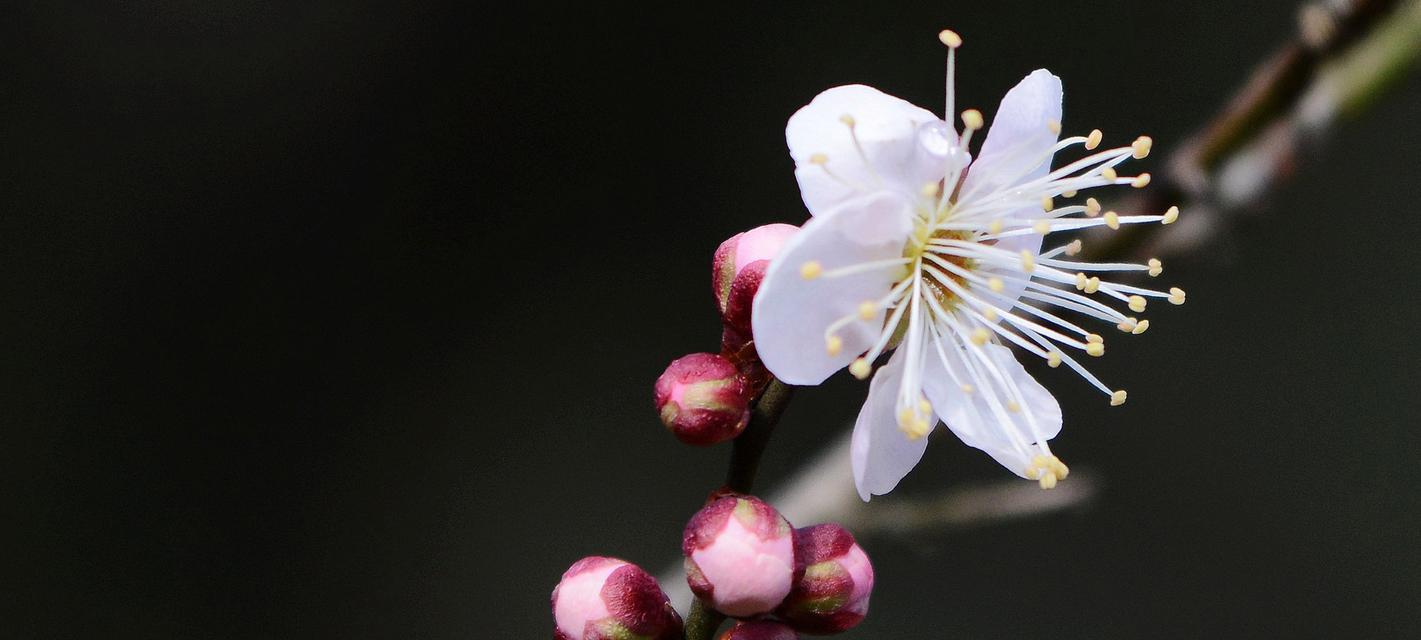 梅花吉祥，幸福芬芳（寓意深远的梅花）