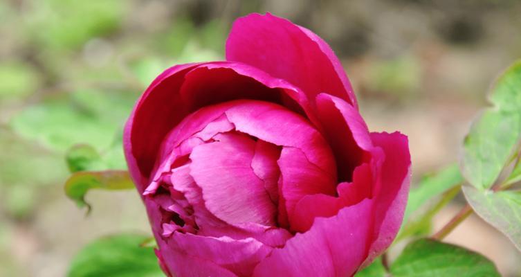牡丹花语之花开富贵（传承千年的瑰丽与吉祥）