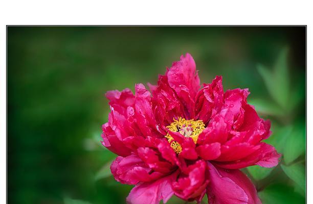 牡丹花（花海中的仙境一朵多彩的花）