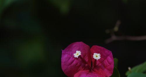 三角梅的寓意与象征意义（鲜花中的勇敢与希望）