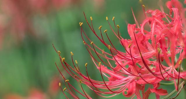 死亡之花（揭开鲜花背后的死亡主题）