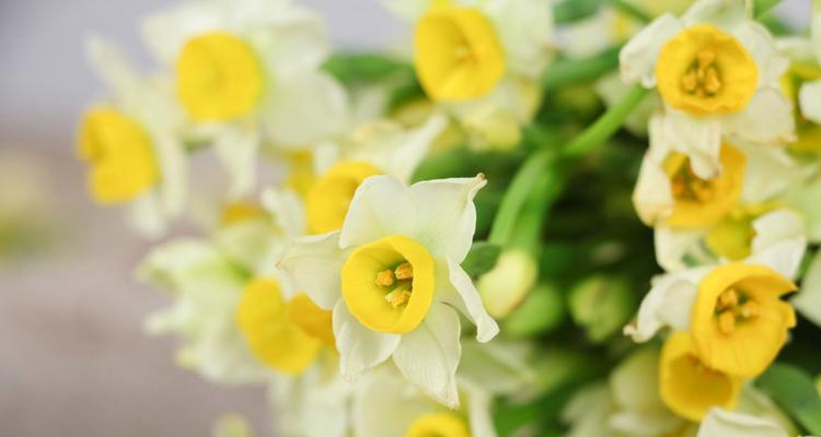 水仙花的五种颜色代表的含义（揭秘水仙花五色花朵背后的意义）