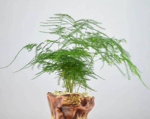 文竹花语（执着）