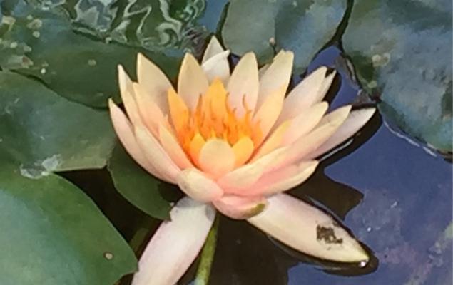 埃及睡莲（解读埃及睡莲的花语）