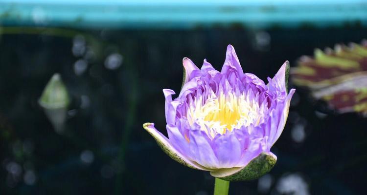 埃及睡莲（解读埃及睡莲的花语）