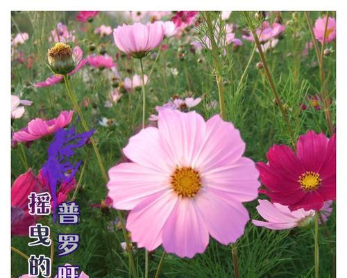 探秘矮杆波斯菊的花语（花开寄语）