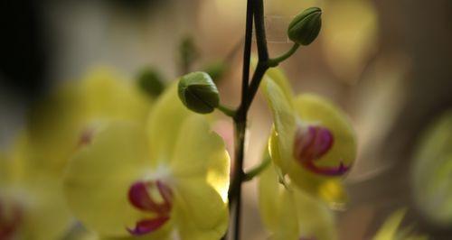 芭蕾舞兰花（以芭蕾舞兰花为主题的花语与意义）