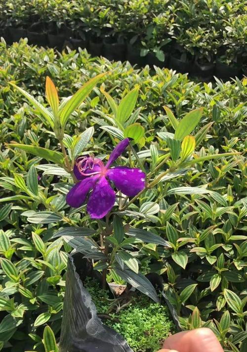 以巴西野牡丹为主题的花卉寓意与生活启示（野牡丹的花语与文化传承）