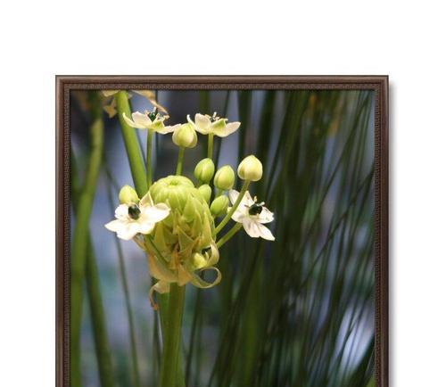 白花虎眼万年青之花语（传递和平与希望的神秘之花）