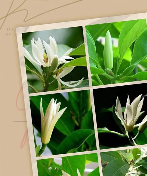 白兰花的象征意义与传承（白兰花的美丽与纯洁）
