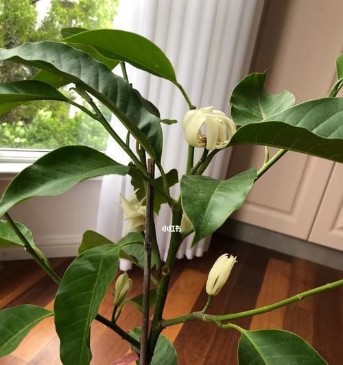白兰花的象征意义与传承（白兰花的美丽与纯洁）