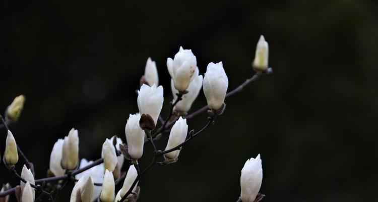 白兰花的花语与传说（探寻白兰花的意义与神秘）