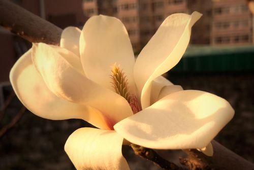 白兰花的花语与传说（探寻白兰花的意义与神秘）