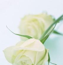 白玫瑰花的寓意与花语——纯洁、爱情与守护（揭秘白玫瑰花的美丽与象征意义）