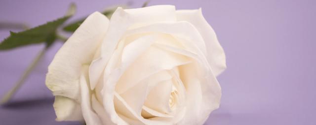 白玫瑰花的寓意与花语——纯洁、爱情与守护（揭秘白玫瑰花的美丽与象征意义）