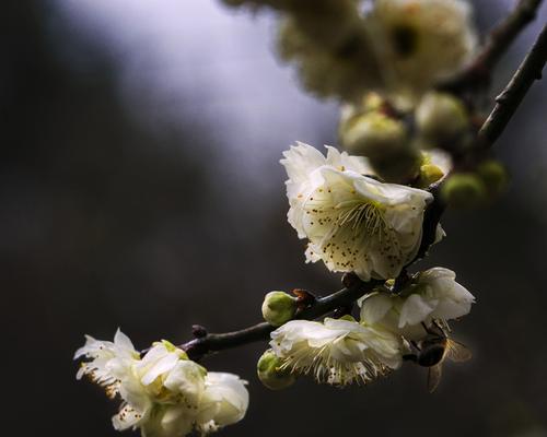 白梅花语的美丽和内涵（探寻白梅花语的意义和魅力）
