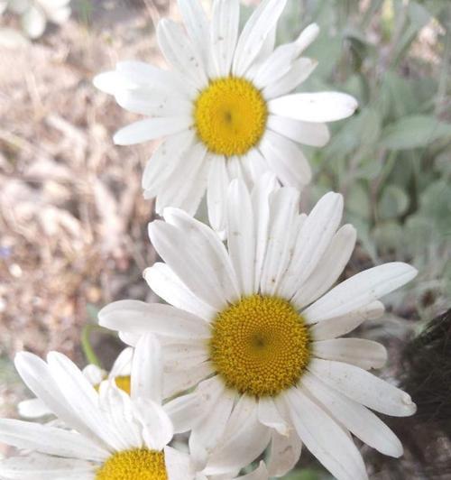 白色雏菊花花语（揭示白色雏菊花所传达的积极信息）