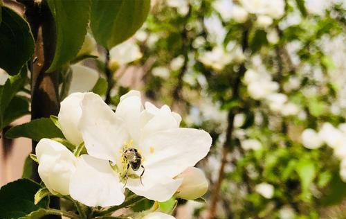 白色海棠花语之美——平静、纯洁与希望（以白色海棠花语为主题的探究与赏析）