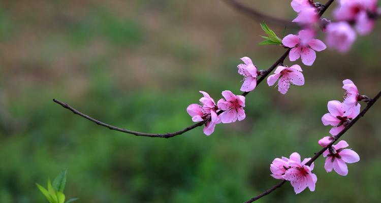 白色桃花花语的美丽寓意（揭秘白色桃花的花语及传说）