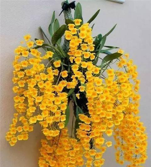 白石斛兰花语（解读白石斛兰花语的含义和传说）