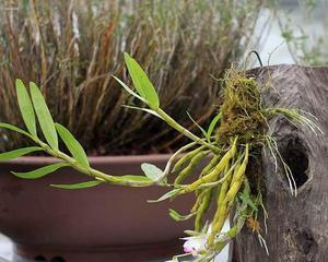 白石斛兰花语（解读白石斛兰花语的含义和传说）