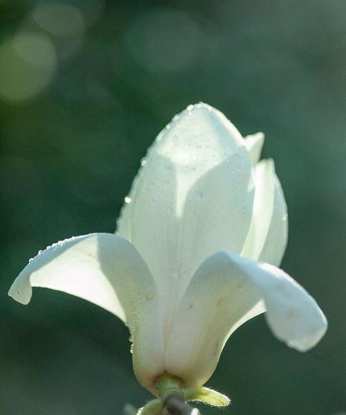 白玉兰花的花语与美丽传承（探寻白玉兰花的寓意与象征）