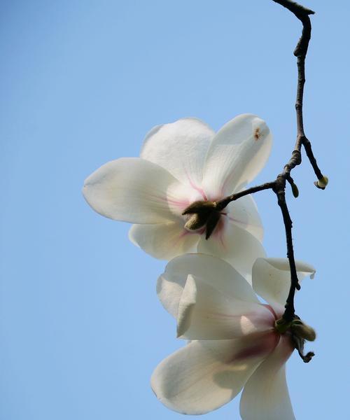 白玉兰花的花语与美丽传承（探寻白玉兰花的寓意与象征）