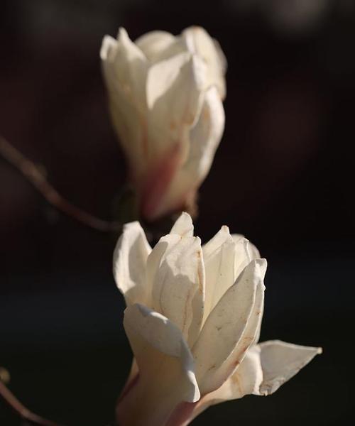 白玉兰花的花语与美丽传承（探寻白玉兰花的寓意与象征）
