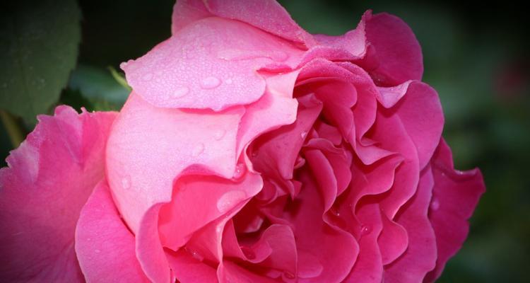 白月季花的花语之探秘与传承（白月季花语的深意及与人生的契合）