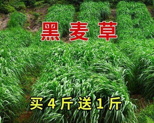 一年生黑麦草什么时候种（黑麦草的种植方法步骤）