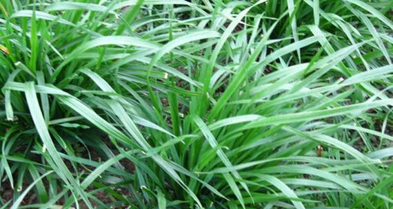 一年生黑麦草什么时候种（黑麦草的种植方法步骤）