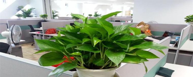 办公室植物哪种好（办公室植物品种大全）
