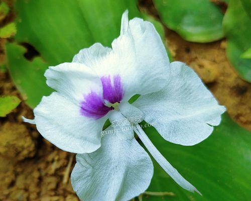 盆栽蔬菜怎么种植（家庭阳台蔬菜种植方法讲解）