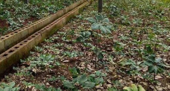 茯苓如何种植高产（茯苓的种植技术和条件）