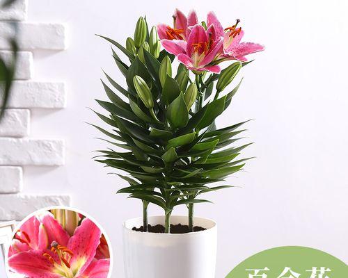百合种球怎么种植方法（详解百合花的种植技术）