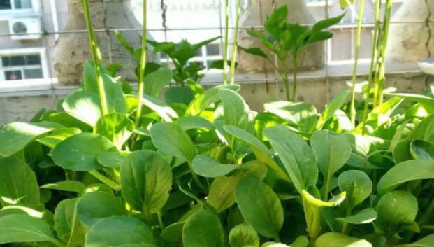 阳台适合种植什么样的菜（适合阳台种植的菜推荐）