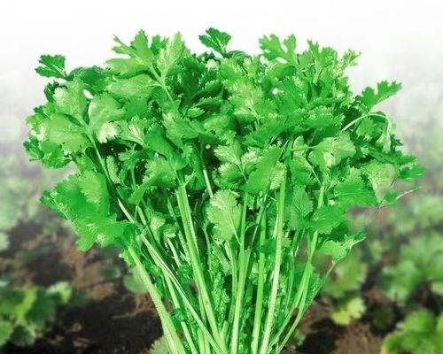 阳台适合种植什么样的菜（适合阳台种植的菜推荐）